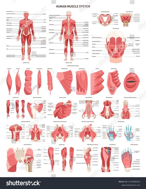 13253 Vector Muscle System Images Stock Photos And Vectors Shutterstock