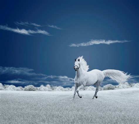 White Horse Wallpapers, Pictures, Images