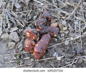 396 Fox Droppings Stock Photos, Images & Photography | Shutterstock