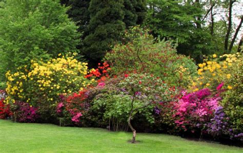 Quel Arbuste Planter Dans Un Petit Jardin