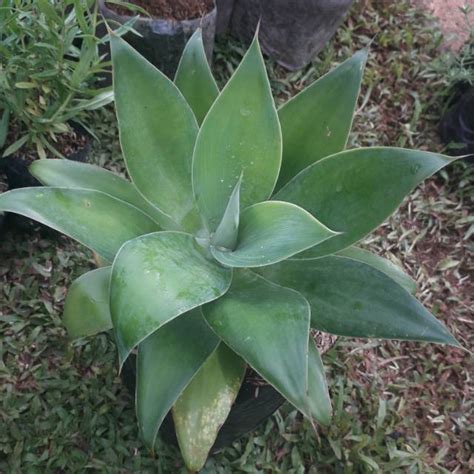 Jual Tanaman Hias Siklok Hijau Tanaman Hias Agave Attenuata Pohon