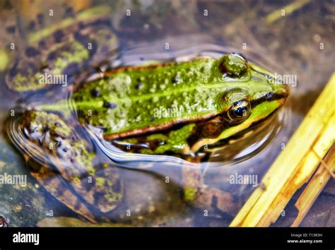 Frog In The Natural Habitat Stock Photo Alamy