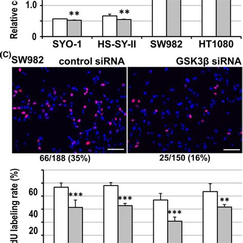 Expression And Phosphorylation Of Glycogen Synthase Kinase‐3β Gsk3β