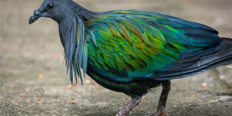 The next de-extinction target: The dodo | Ars Technica