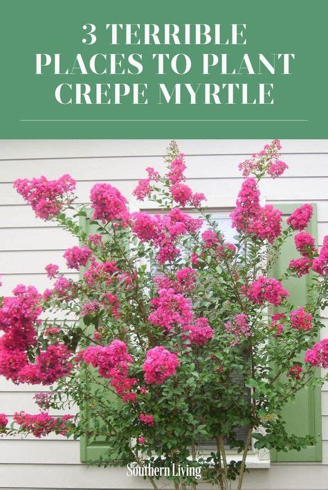 What To Plant Under Crepe Myrtle