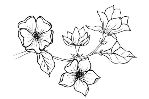 Premium Vector Magnolia Flower Drawing Illustration Black And White