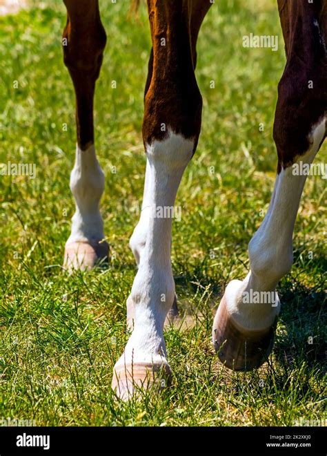 Horse Feet Close Up Stock Photo Alamy