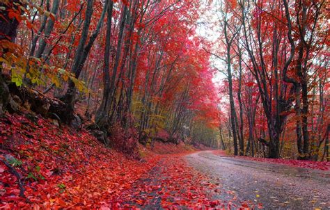Red Forest Trees In Autumn Wallpapers - Wallpaper Cave