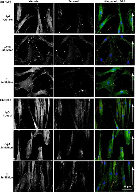 Independent Inhibition Of Integrin V And Integrin Demonstrates A