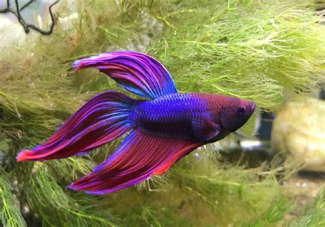 Betta Macho Veiltail Purple Bettarea