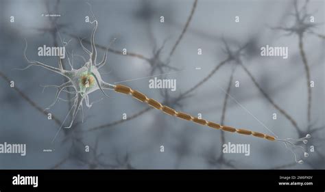 A Typical Neuron Consists Of A Cell Body Dendrites And A Single Axon