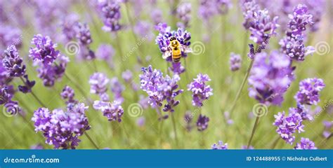 Abelha Que Poliniza O Fim Roxo Da Flor Acima Imagem De Stock Imagem