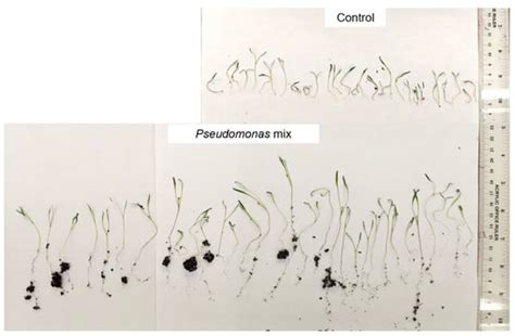 Biology Free Full Text Endophytic Pseudomonas Sp From Agave