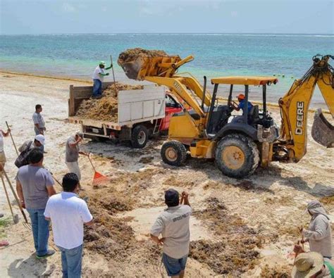 Recolectan Mil Tons De Sargazo En El Caribe