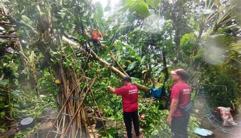 Nusabali Pohon Tumbang Timpa Wc Tiang Listrik Tindih Atap Rumah