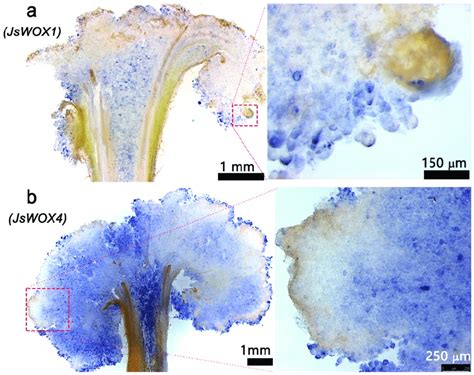 In Situ Hybridization Of Jswox1 And Jswox4 Transcripts Using Download Scientific Diagram