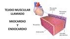 Juegos De Ciencias Juego De Conozcamos El Coraz N Cerebriti