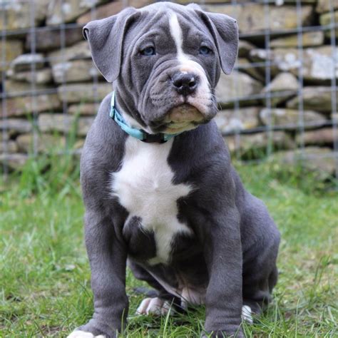 20 Best Pictures Xl Bully Puppies / American Bully Pitbull Puppies For Sale Near Me ...