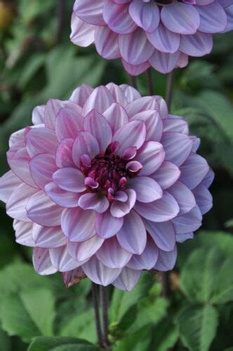 Creme De Cassis Jacques Amand Intl