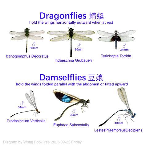 Dragonfly Biology