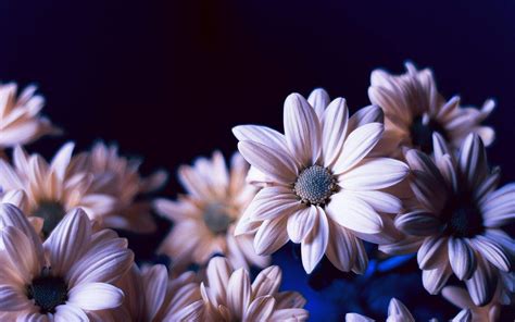 Beautiful Real Flowers Backgrounds Wallpaper Cave