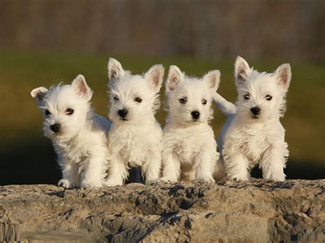 Cairn Terrier vs West Highland White Terrier - Breed Comparison