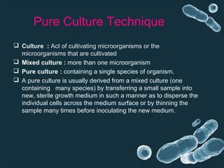 Pure Culture Technic Ppt