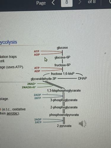 Glycolysis Flashcards Quizlet