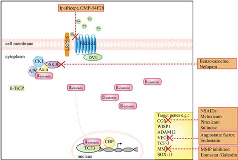 A schematic presentation of the Wnt β catenin signaling pathway and the