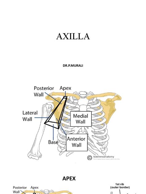 AXILLA | PDF