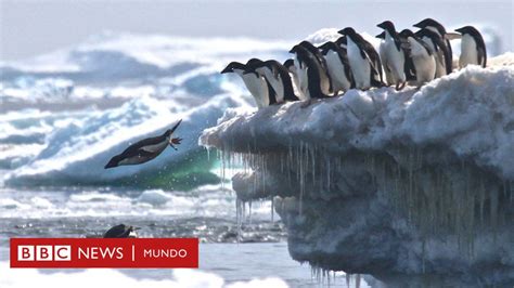 Cómo descubrieron desde el espacio una enorme colonia de pingüinos en