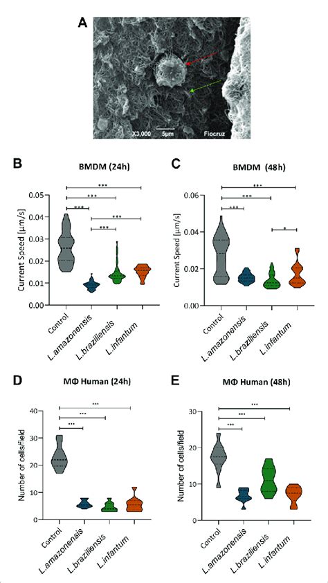 Leishmania Reduces Macrophage Migration In A D Environment