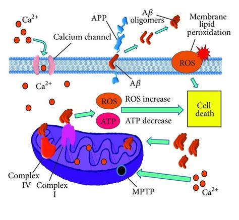 Mitochondrial Damage In Alzheimers Disease Amyloid A