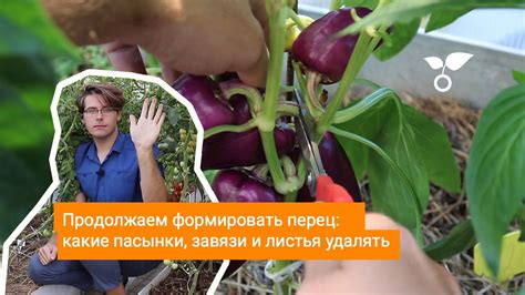 Продолжаем формировать перец: какие пасынки, завязи и листья удалять ...