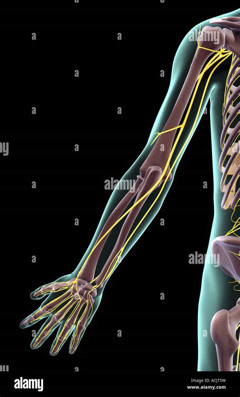 The nerves of the upper limb Stock Photo - Alamy