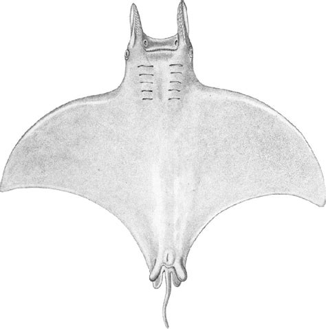 Figure 1 From Phylogeny Of The Manta And Devilrays Chondrichthyes