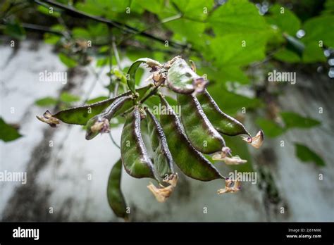 Butter Bean Plant Hi Res Stock Photography And Images Alamy