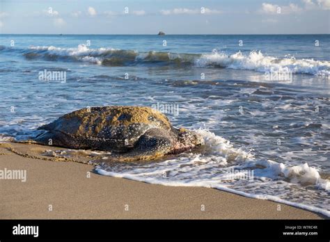 Leatherback Turtle Dermochelys Coriacea Female Returning To Sea After