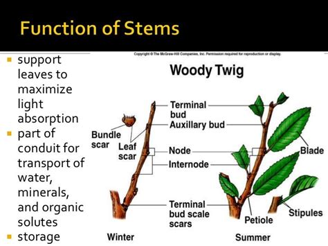 Root And Stem Morphology