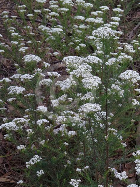 Ozothamnus Diosmifolius Pill Flower Ball Everlasting Sago Flower