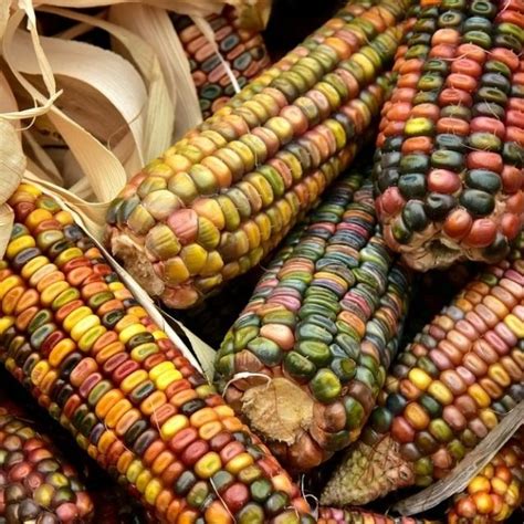 Aprender Acerca 71 Imagen Q Significa Elote Abzlocalmx