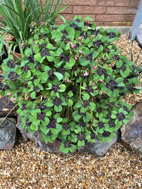 7 Plants That Look Like Clover Progardentips