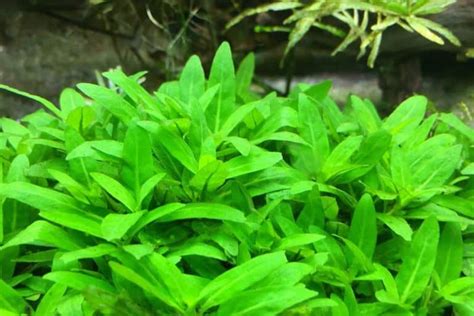 Staurogyne Repens Care Guide Planting Growing And Propagation