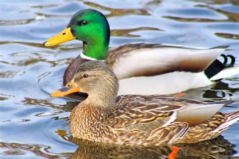 Male vs. Female Ducks (8 Main Differences) - Bird Helpful