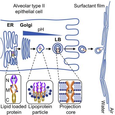 Mechanism Of Lamellar Body Formation By Lung Surfactant Protein B