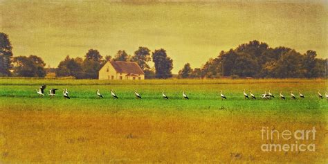 Black Storks Migration Digital Art by Izabela Kaminska - Pixels