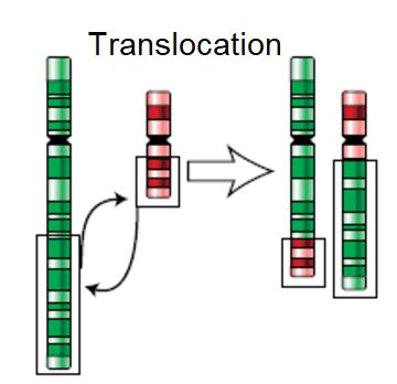 Chromosomal Mutations Translocation