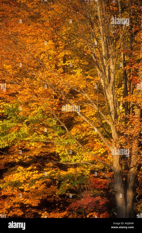 New England Trees Stock Photo Alamy