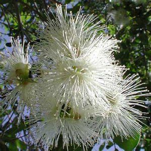 Creating Privacy And Beauty The Allure Of Acmena Smithii Lilly Pilly