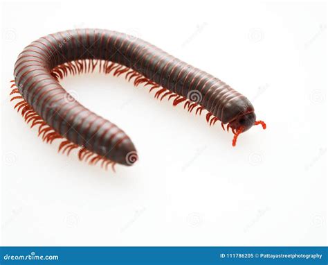 Millipedes Insect With Long Body And Many Legs Look Like Centipedes Worm Or Train Stock Image